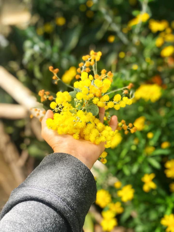 Mùa hoa đẹp nhất Đà Lạt| thuexedalat.org