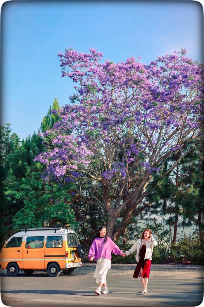 Mùa hoa đẹp nhất Đà Lạt| thuexedalat.org