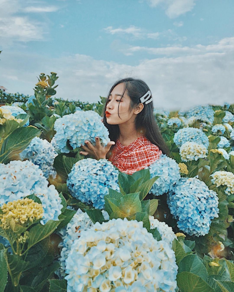 Vườn hoa thành phố Đà Lạt| datphongdalat.vn